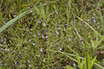 Limestone calamint